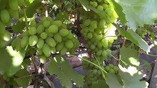 Сорт винограду "Тимур" - сезон 2022 # Grape variety "Tymur" - season 2022