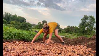 Am I Crazy? (Don't Answer That) Mass Planting GLADS: Flower Hill Farm