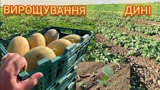 Вирощування Дині відкритий грунт прямим посівом.