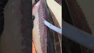 Learn how to filet a California halibut from deckhand Jay from Apollo Sportfishing in San Pedro