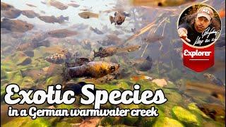 Exotic species Creek in Germany - Guppies  Mollies, Shrimp, Cichlids and Crayfish.