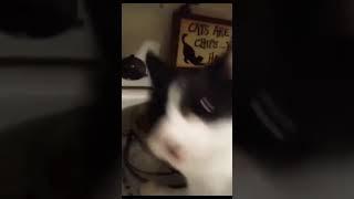 смешное видео кота #shorts #tiktok #кот