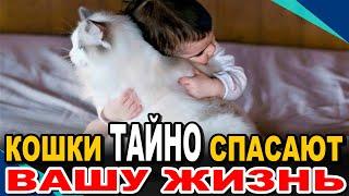 Как Кошки ТАЙНО СПАСАЮТ Нас и ЗАЩИЩАЮТ Нашу Жизнь Каждый День