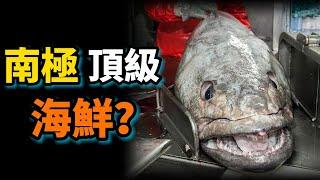 南極最強硬骨魚霸主，挑戰“0度”以下水溫，被稱為水下白金，卻是人類的頂級海鮮！南極犬牙魚之謎