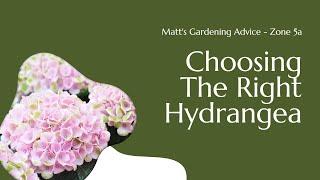 Choosing the Right Hydrangea for Northern Gardens