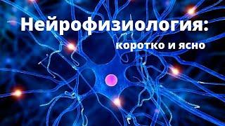 Нейрофизиология - коротко и ясно. Выпуск 1. Нейрон и его строение.