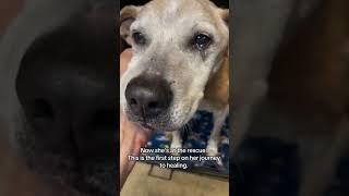 Worst Emaciation We’ve Ever Seen—This Senior Pup Needs URGENT Support To Survive! [STORY BELOW]