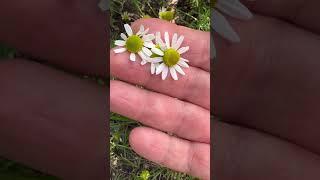 How to pick Chamomile