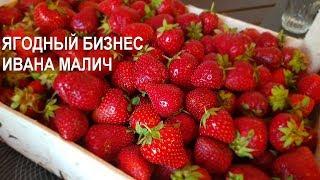 Ягодный бизнес. Опыт Ивана Малич