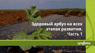 Здоровый арбуз на всех этапах развития. Часть 1