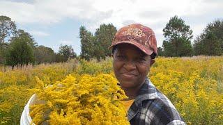 Growing A FIELD Of MEDICINE!