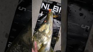 Big Snook in Miami #fishing#snook #fish #snookfishing#giantsnook #saltwaterfishing#vanstaal #robalo