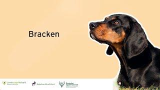 Bracken - Online Jagdhundetag