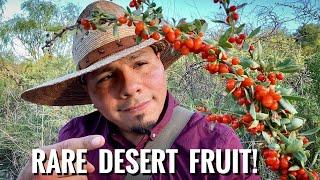 Desert Survival Food: Wolfberry(Goji Fruit)