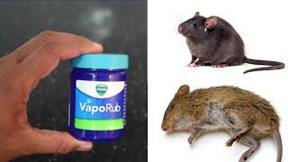 MAGIC VIKS VAPORUB| How To Get Rid of Mouse Rats, Permanently In a Natural Way | Mr. Maker