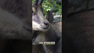 Chamois: Agile Mountain Masters of the Greek Highlands