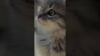 Masha the Siberian Baby Cat #music #siberian cat #song