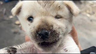 The crazed mother dog severely injured her own puppies, and the owner surprisingly neglected them!