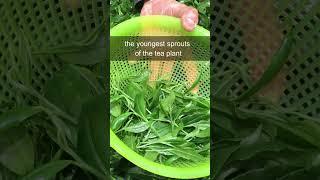 How is Matcha Made? #shorts