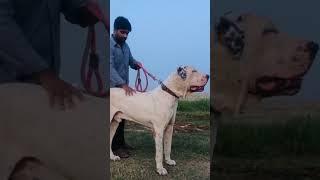 Булли Кутта или пакистанский мастиф# Pakistani Mastiff