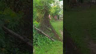 Bermain Seru, Kebun dan Kolam