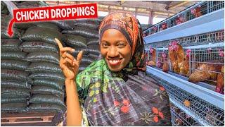 How This Poultry Farm Makes Millions from Chicken Droppings [Updated]