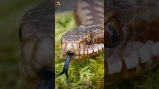 Snake Sound  | SNAKE #shorts