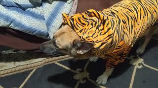 German Shepherd Dog gets a HOTUMN large dog tiger Halloween costume cute