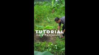 Tutorial Pemupukan Pohon Pisang Hijau Surya