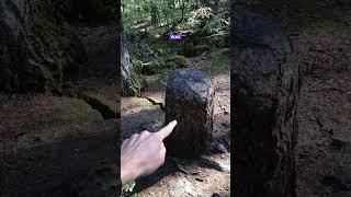 This tree STUMP is surviving off its neighbor! #trees