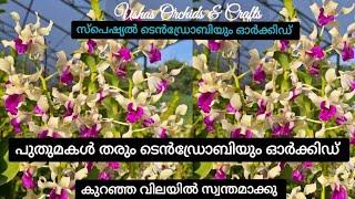 Dendrobium orchids seedling new varities 130 to 150 /-  RS  combo offer