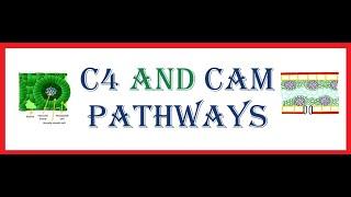 CO2 FIXATION-C4 AND CAM PATHWAYS