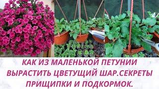 Прищипка Петунии с секретом.Как из тоненькой петунии вырастить цветущий шар. Перевалка Петунии.Обзор