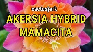 Cactus Video: Akersia Hybrid MAMACITA by Kakteen Vers