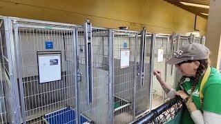 Meet Bubbles, adoptable dog at the Santa Barbara Animal Services shelter