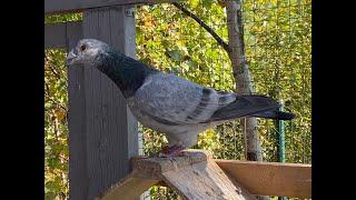 Brieftauben Zuchtvorbereitung Taubenübersicht racing pigeons breeding preparation overview of pigeon