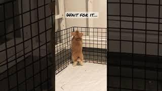 Holland Lop Bunny Escapes PenWait till you see this leap!