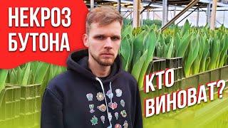 Некроз бутона. Максим Веревкин о том, кто виноват.