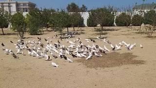 Знаменитые широкохвостые голуби. Питомник Гейдара Бабаева  Wide-tailed pigeons of Heydar Babayev 4.ч