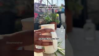 Expensive Plant I Got for FREE!  | Easy Umbrella Palm Propagation #plants #plantlover #shorts