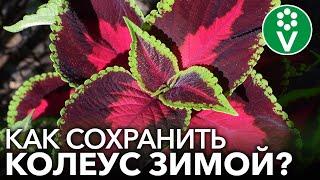 КОЛЕУСЫ - ЯРКИЕ ЦВЕТЫ ДЛЯ ХОРОШЕГО НАСТРОЕНИЯ. Выращивание и уход, черенкование, сохранение зимой