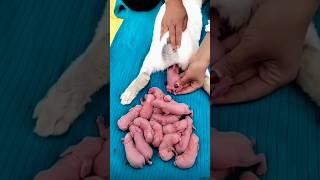 Rabbit growth - Baby BUNNY 1 To 14 Days #pets #cute