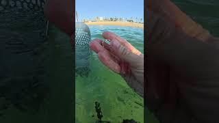 #detector #detectando #pendiente   #playa #metaldetecting #камрад #кладоискатель #находки  #серга