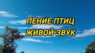 Бесподобное пение птиц | Живой звук леса | Залипательное видео релакс | Фоновая музыка без слов