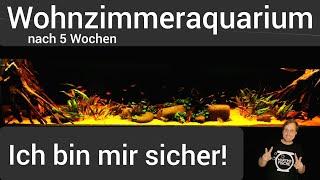 WOHNZIMMERAQUARIUM - Ich bin mir sicher! 5 Wochen nach der Umgestaltung