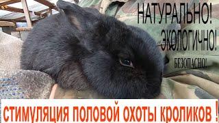 стимуляция половой охоты кроликов НАТУРАЛЬНО! БЕЗОПАСНО! ЭКОЛОГИЧНО