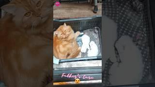 #shorts @mixofall333 #Leo  #Father's Care‍ #catandkittens #viral