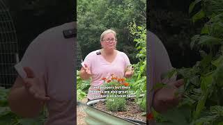 Garden hack for chicken keepers…⬇️