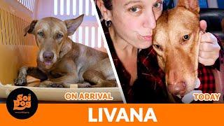 From a deserted island to life of paradise - this is Livana's furrytailending