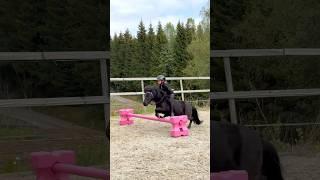 Ella and Black JUMPING #shorts #horse #pony #equestrian